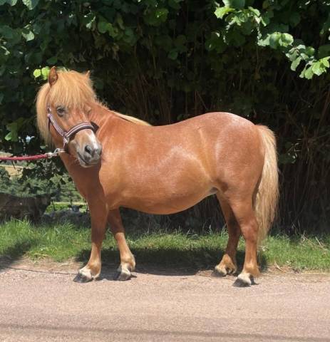 Draagmerrie Shetland Te koop 2021 Vos