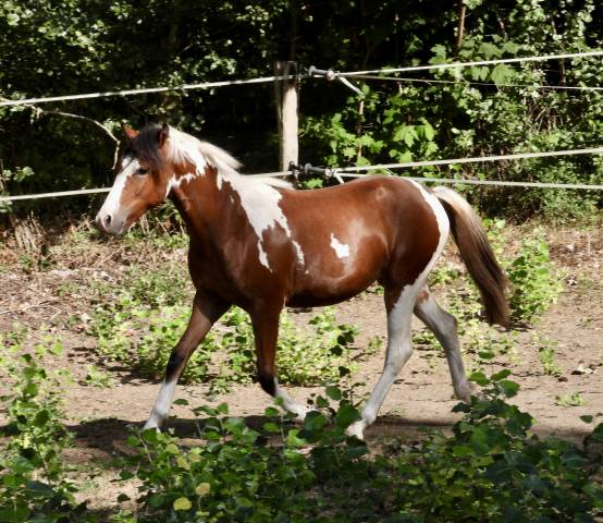 Merrie Welsh Partbred Te koop 2025 Bont ,  Brahma du look 