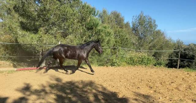 Ruin Bekend ras Te koop 2019 Zwart ,  country man du vallon ph