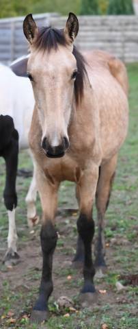 Merrie Lusitano Te koop 2025 Isabel