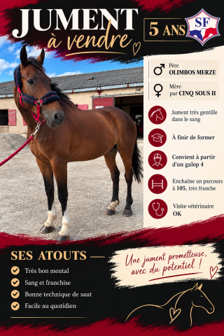 Merrie Selle Fran&ccedil;ais Te koop 2021 Donker bruin / bai