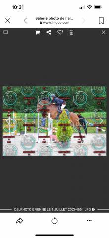 Ruin Franse rijpony PFS Te koop 2019 Donker bruin / bai