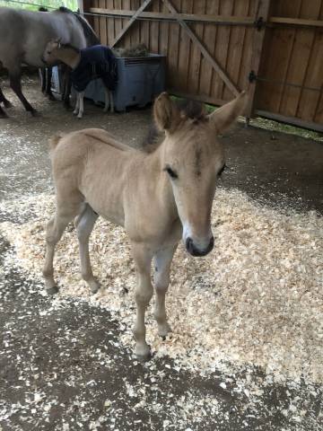 Veulen (ml) Welsh Partbred Te koop 2026 Wildkleur ,  Nozkan Gwazhell