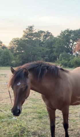 Veulen (vr) Andere pony rassen Te koop 2025 Wildkleur ,  Euro Sometime