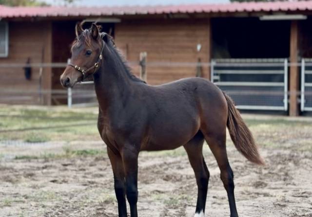 Veulen (ml) Franse rijpony PFS Te koop 2026 Bruin / Bai ,  RM MOST BEAUTIFUL BOY (DRP)