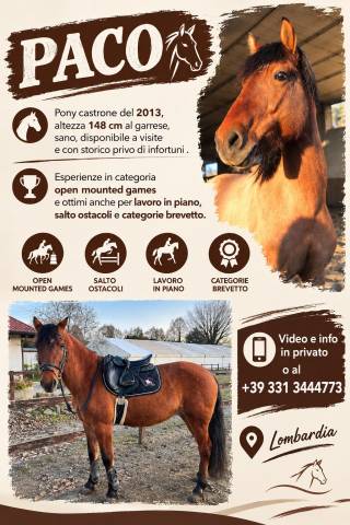 Ruin Bekend ras Te koop 2013 Donker bruin / bai