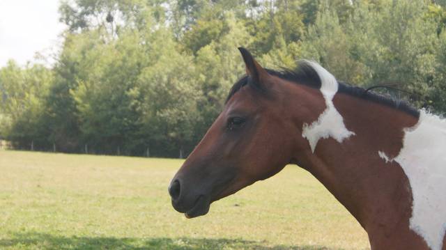 Veulen (vr) Welsh Partbred Te koop 2024 Bont