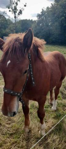Veulen (ml) Breton Trekpaard Te koop 2026 Vos ,  AMIRAL DE KERSALIOU