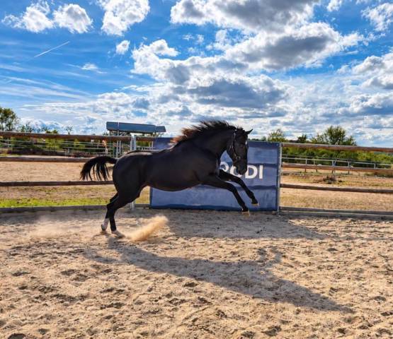 Veulen (vr) Paint Horse Te koop 2025 Zwart