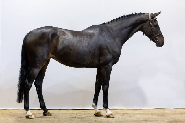 Merrie Selle Fran&ccedil;ais Te koop 2018 Donker bruin / bai ,  Tornesch