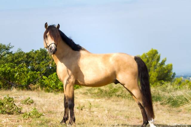 Dekhengst Welsh Pony (Section C) Te koop 2019 Isabel