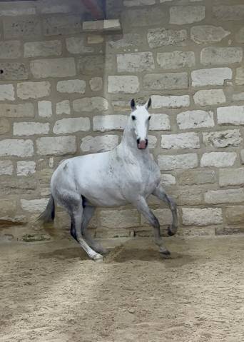 Draagmerrie Lusitano Te koop 2013 Schimmel ,  Riopele SSC