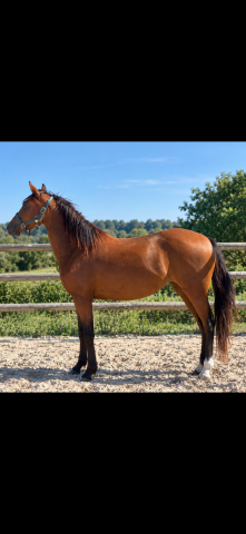 Merrie Welsh Partbred Te koop 2023 Donker bruin / bai ,  Foly star de florys