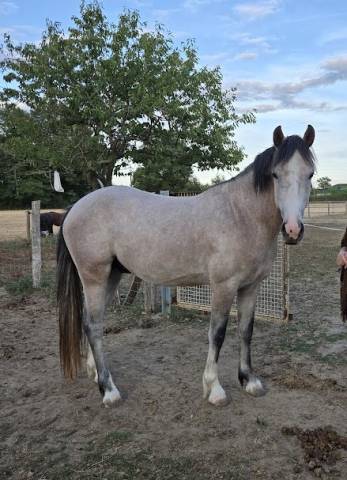 Hengst Franse rijpony PFS Te koop 2022 Schimmel ,  IDIVADAHO DE BLONDE PFSS