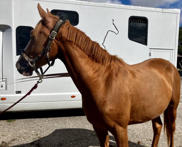 Merrie Franse rijpony PFS Te koop 2023 Vos