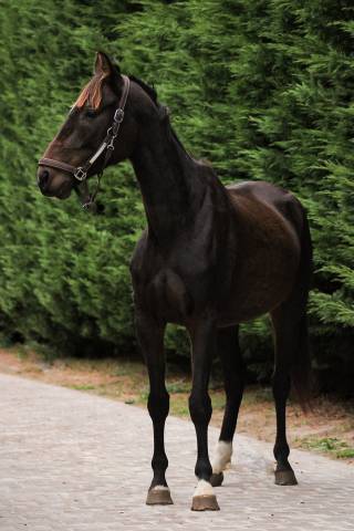 Ruin Franse draver  Te koop 2022 Bruin / Bai