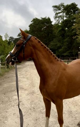 Merrie Franse rijpony PFS Te koop 2023 Vos