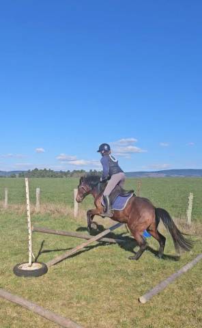 Hengst New Forest Te koop 2023 Donker bruin / bai ,  Tristan de l'&eacute;guille