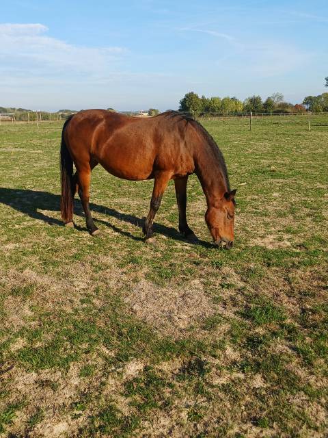 Merrie Franse rijpony PFS Te koop 2008 Donker bruin / bai ,  RASMUS SL