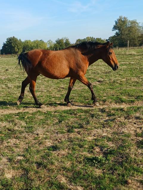 Merrie New Forest Te koop 2012 Donker bruin / bai ,  KANTJE S RONALDO*SL