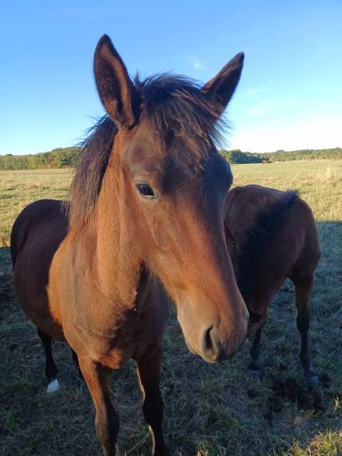 Hengst New Forest Te koop 2026 Donker bruin / bai ,  ROB ROY DU GARON