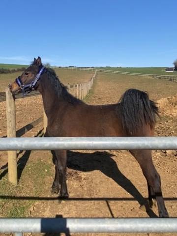 Ruin Franse rijpony PFS Te koop 2025 Donker bruin / bai ,  BLACK JACK IXE