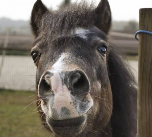 Merrie Shetland Te koop 2008 Zwart