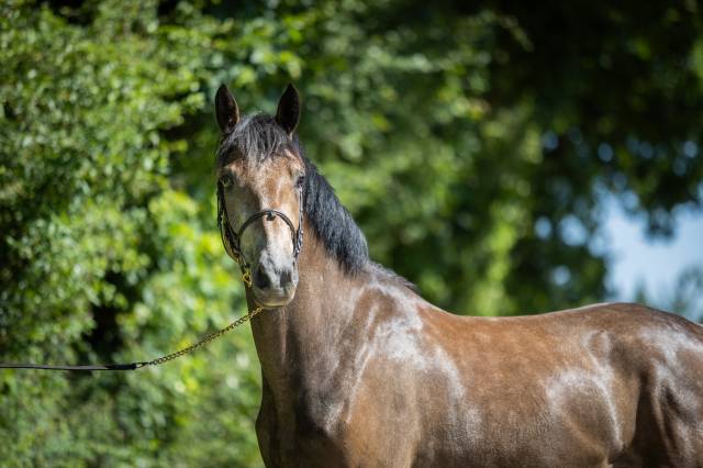 Ruin Franse rijpony PFS Te koop 2023 Schimmel ,  Jarnac de la Duche