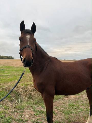 Ruin Bekend ras Te koop 2023 Donker bruin / bai ,  ETOILE D HARDY (NF)