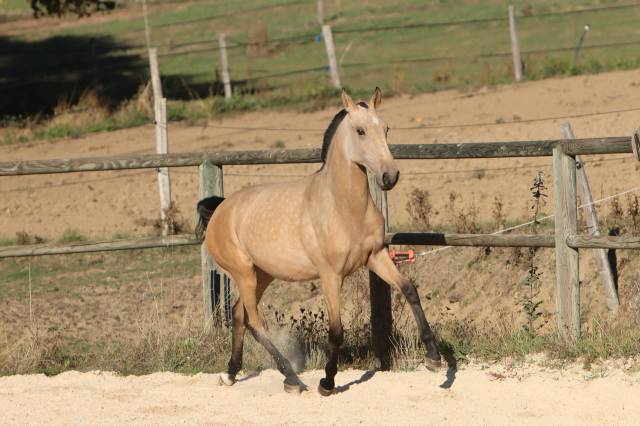 Veulen (vr) Lusitano Te koop 2025 Isabel ,  MAGISTRAL DE LA COMBE