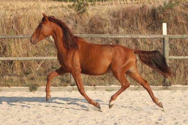 Veulen (ml) PRE Puur Ras Spaans Te koop 2024 Vos ,  GUAPO DE LA COMBE