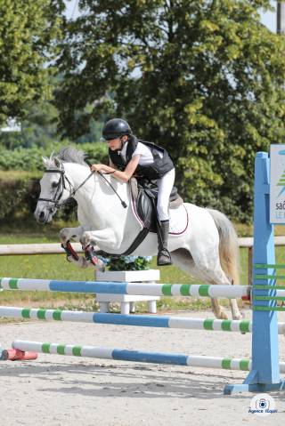 Draagmerrie Welsh Pony (Section B) Te koop 2010 Schimmel