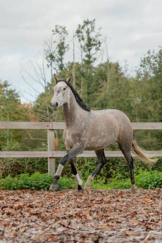 Merrie Lusitano Te koop 2020 Schimmel ,  JASMIN PLUS