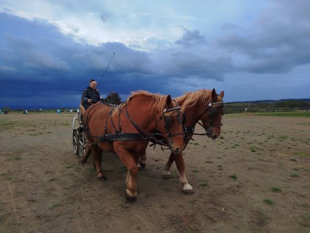 Merrie Trekpaard Te koop 2023 Vos