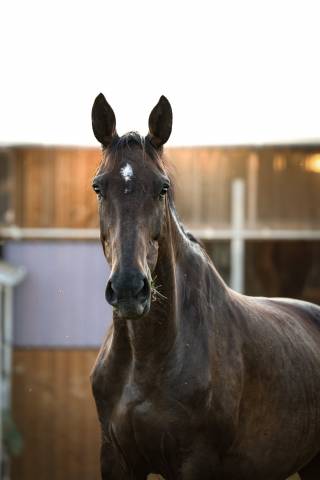 Merrie Bekend ras Te koop 2021 Donker bruin / bai ,  OTELLO DES SABLES