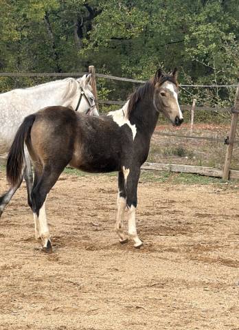 Merrie Franse rijpony PFS Te koop 2026 Bont