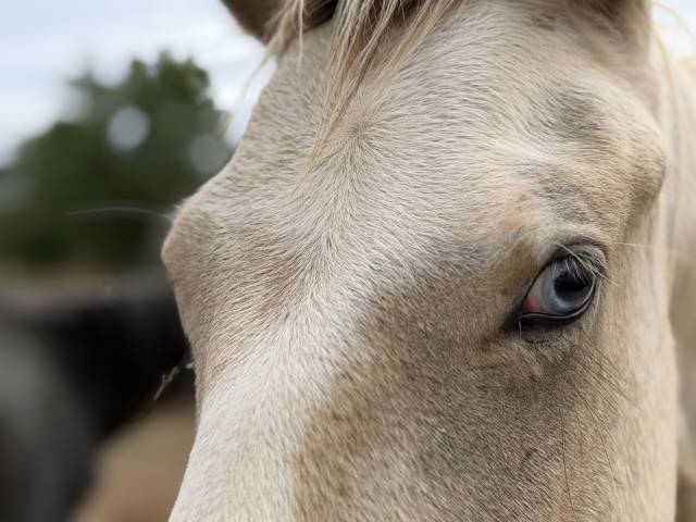 Hengst Franse rijpony PFS Te koop 2025 Bont