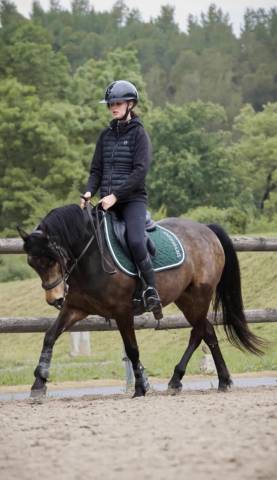 Ruin Andere pony rassen Te koop 2018 Isabel
