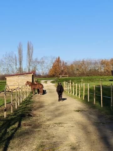 Hippisch vastgoed Koop Dordogne