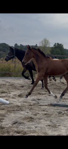 Veulen (ml) Franse rijpony PFS Te koop 2026 Donker bruin / bai ,  NARCOS2