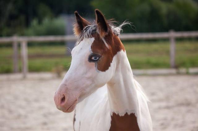 Veulen (ml) Franse rijpony PFS Te koop 2026 Bont ,  Dragibus du rouget