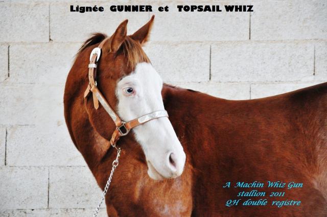 WD A MACHIN WHIZ GUN - Quarter Horse 2011 ,  HEAVY DUTY GUN