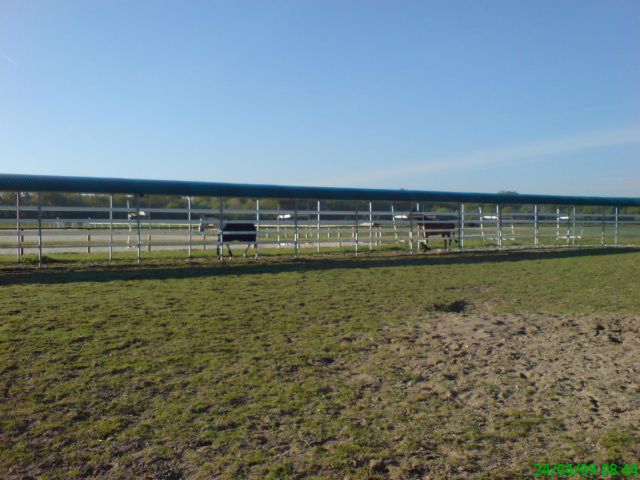 Paarden loopmachine Telehorse.com Nieuw