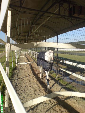 Paarden loopmachine Telehorse.com Nieuw