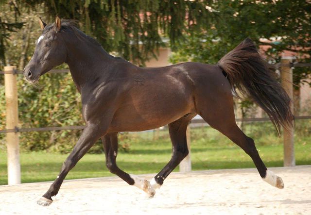 O'BAJAN NABIL P - Shagya Arabier 2000 ,  3282 O'BAJAN XVIII-5
