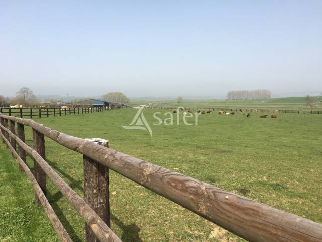 Schapen exploitatie Koop Calvados