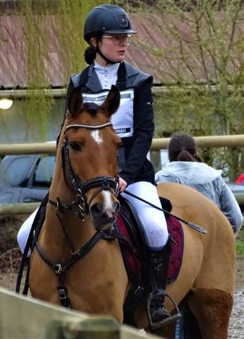 Ruin New Forest Half pension 2006 Donker bruin / bai