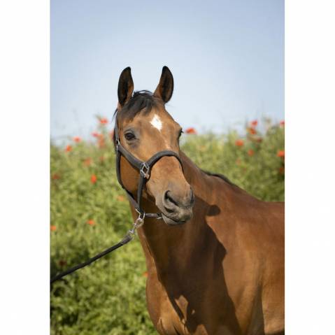  Equithème Nieuw