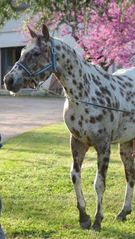 My Lucky Legendary - Appaloosa 2020 ,  LEGENDARY EAGLE ROCK