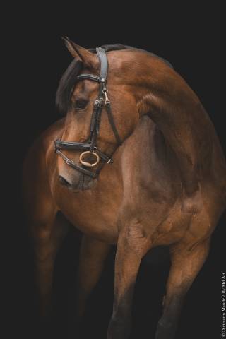 Ruin Bekend ras Te koop 2018 Donker bruin / bai ,  DAKTARI DE LA GESSE